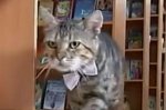 En Russie : le premier chat bibliothécaire  17992310