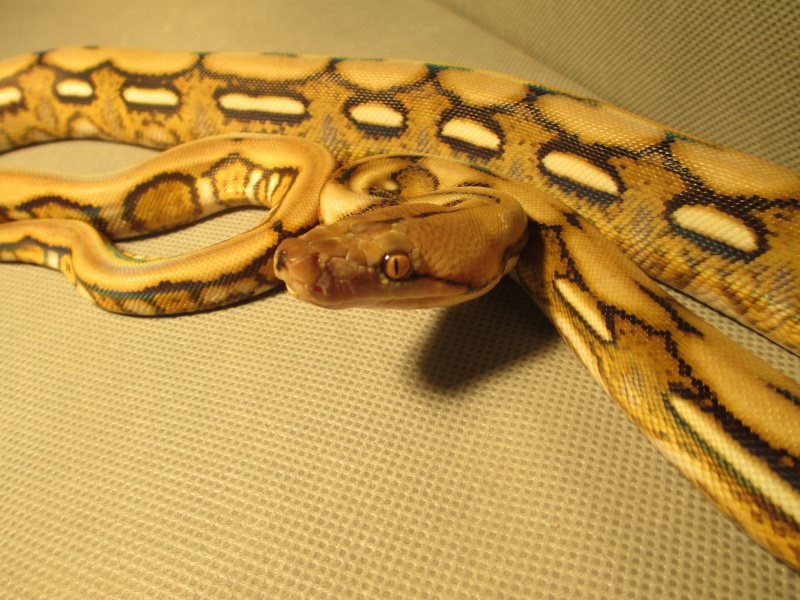 Had the Camera out took some new pics Snakes33