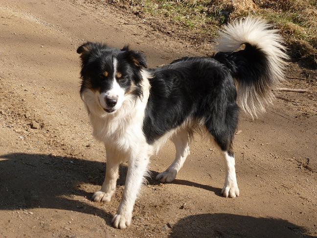 Border Collie  Flyou10