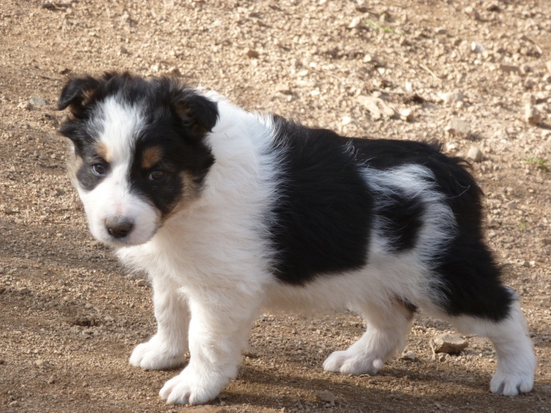 Border Collie  P1170110