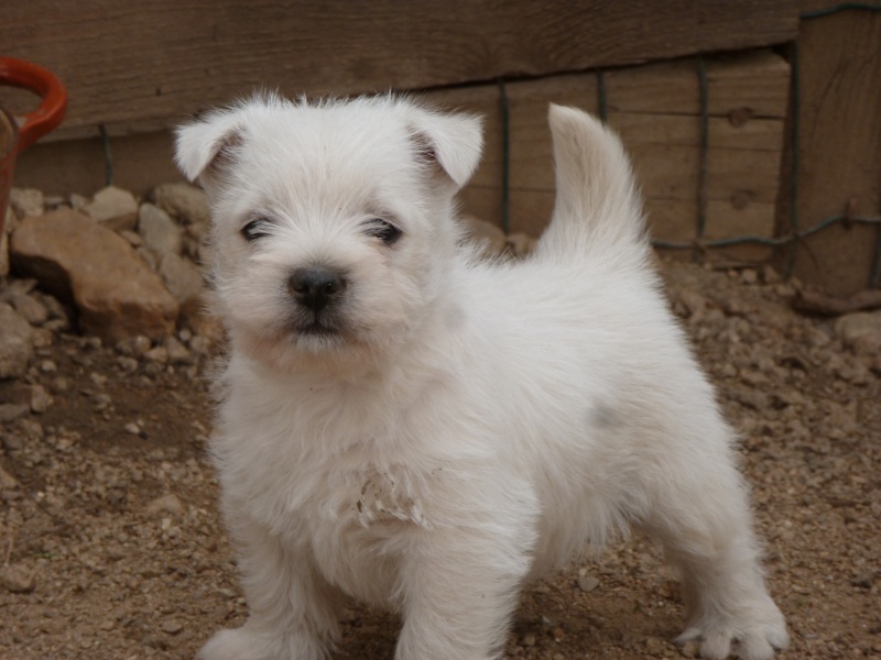 chiot à vendre ! P1180011