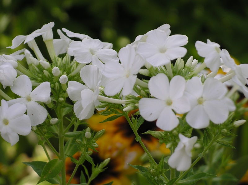 Phlox vivace, Phlox paniculata - Page 8 Imgp8434