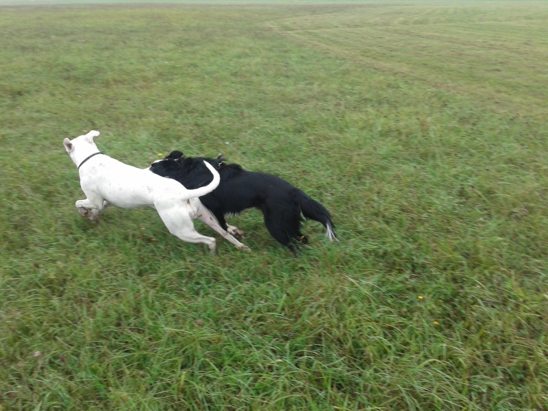 ISIS, petite Border Collie de 4 mois - Page 2 20130910