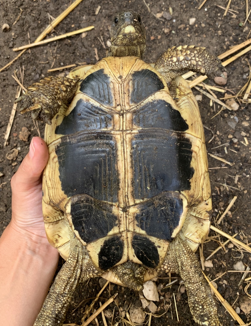 Identification de mes deux tortues C590d610