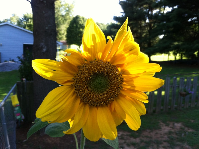 Friday Rookie Topic: Sunflowers - Page 3 01010