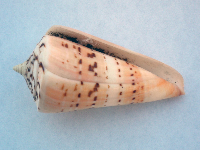Conus (Strategoconus) monile   Hwass in Bruguière, 1792 Cane-011