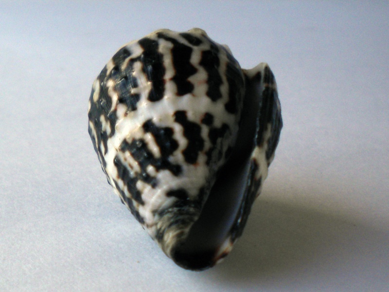 Conus (Virroconus) chaldaeus (Röding, 1798)  Cane-116