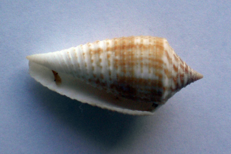 Conus (Phasmoconus) asiaticus   da Motta, 1985 Cane-122