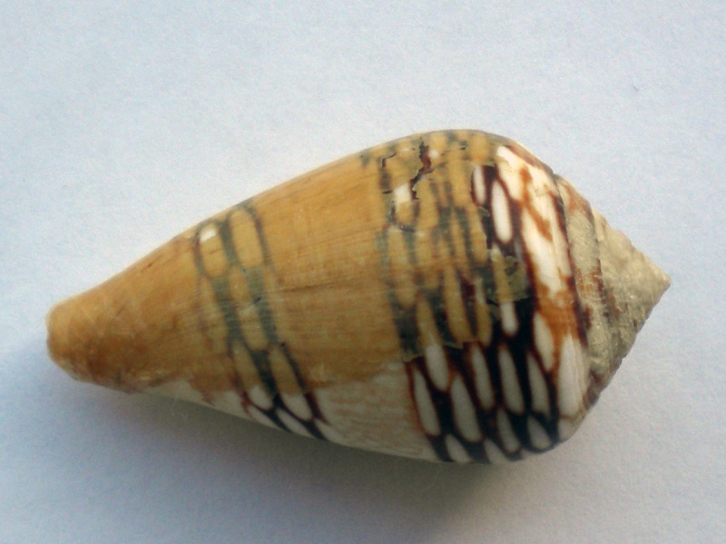 Conus (Lautoconus) mercator  Linnaeus, 1758 Cane-123