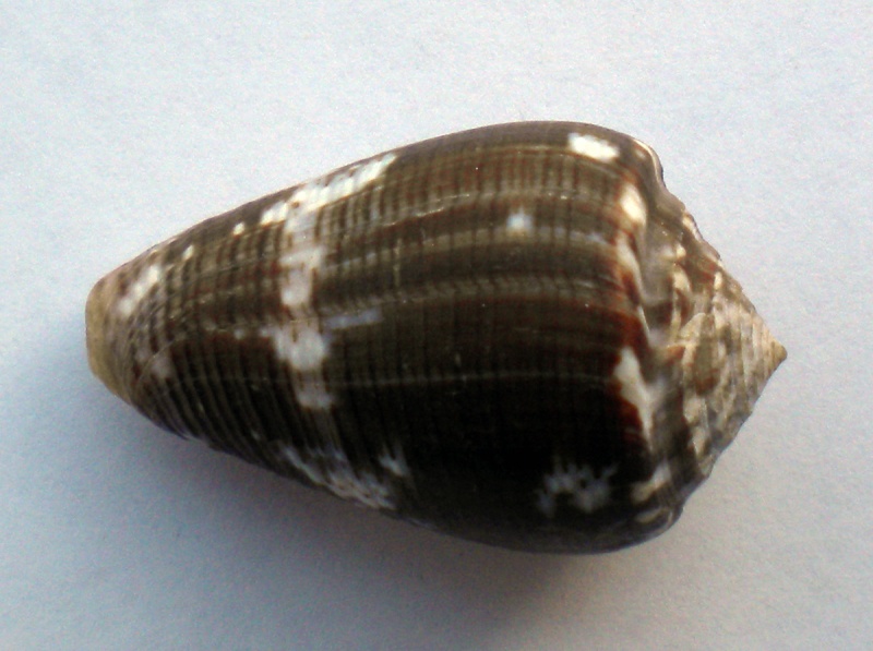 Conus (Pionoconus) catus fuscoolivaceus  Dautzenberg, 1937 Cane-145