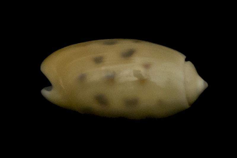 Olividae - Olivinae : Neocylindrus tessellata (Lamarck, 1811) - Worms = Oliva guttata Fischer von Waldheim, 1808 - Page 2 G-iden11