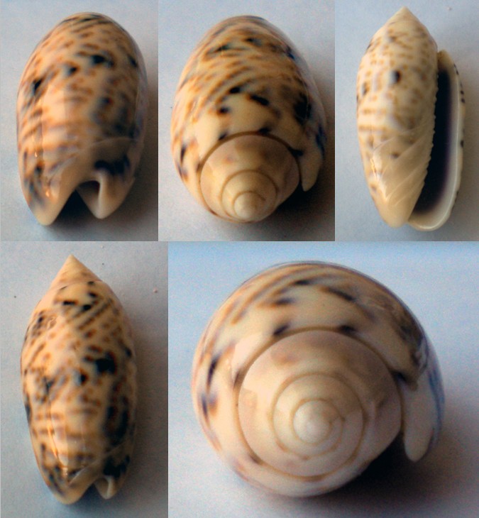 Miniaceoliva caerulea caerulea (Röding, 1798) Olive-22