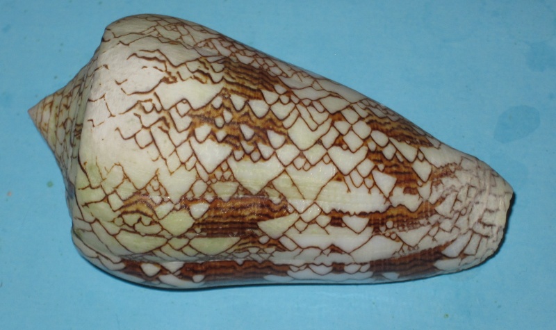 Conus (Cylinder) neovicarius   da Motta, 1982 Photo_31