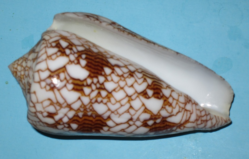 Conus (Cylinder) neovicarius da Motta, 1982 Photo_32
