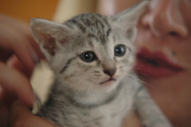 Chatterie Amiel-Goshen Cattery Eliora10