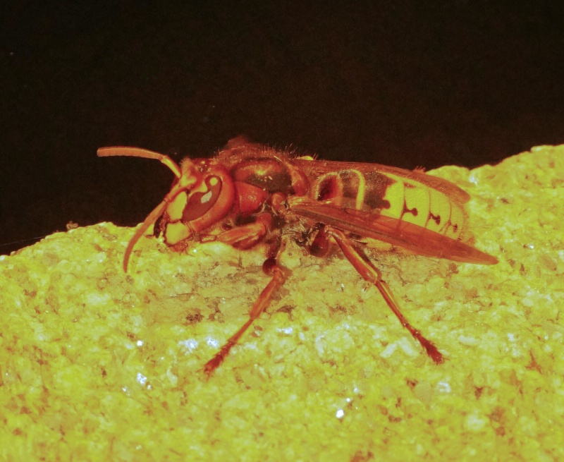 vespa crabro Sans_t29