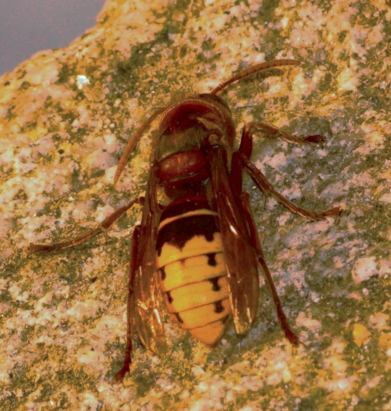 vespa crabro Sans_t30