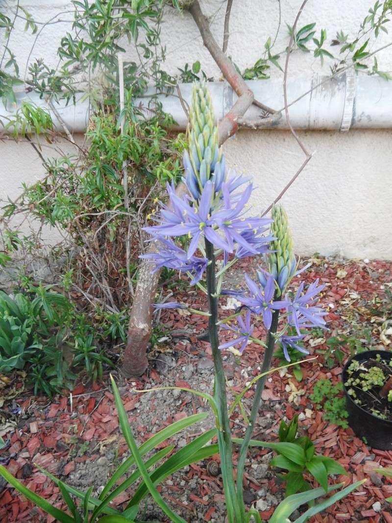 Plantation, culture et floraison des bulbes, des rhizomes, des griffes 00414