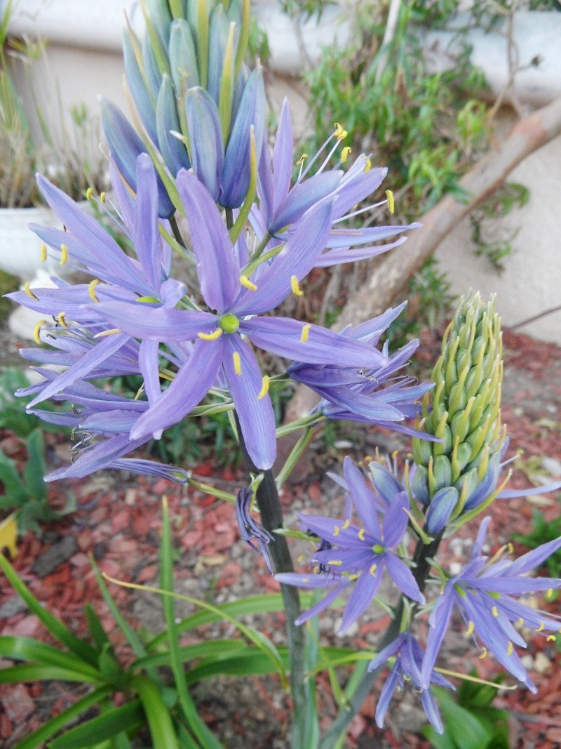 Plantation, culture et floraison des bulbes, des rhizomes, des griffes 00615