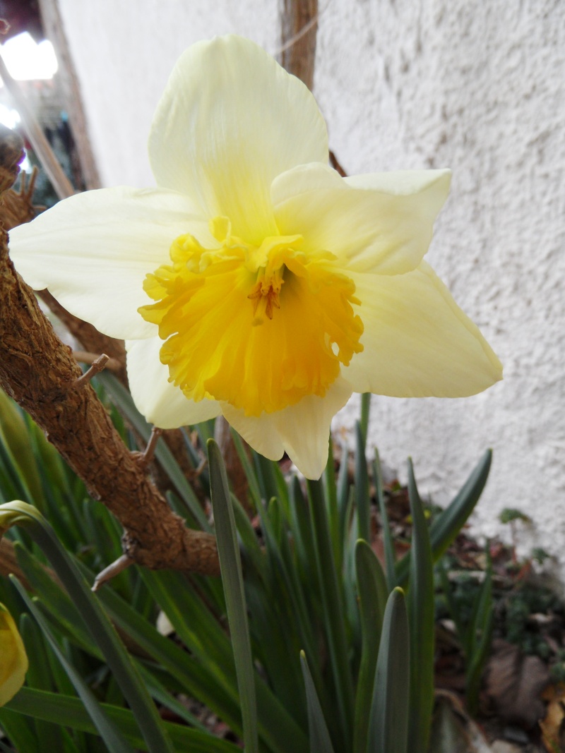 Floraisons de Mars - Page 9 00711