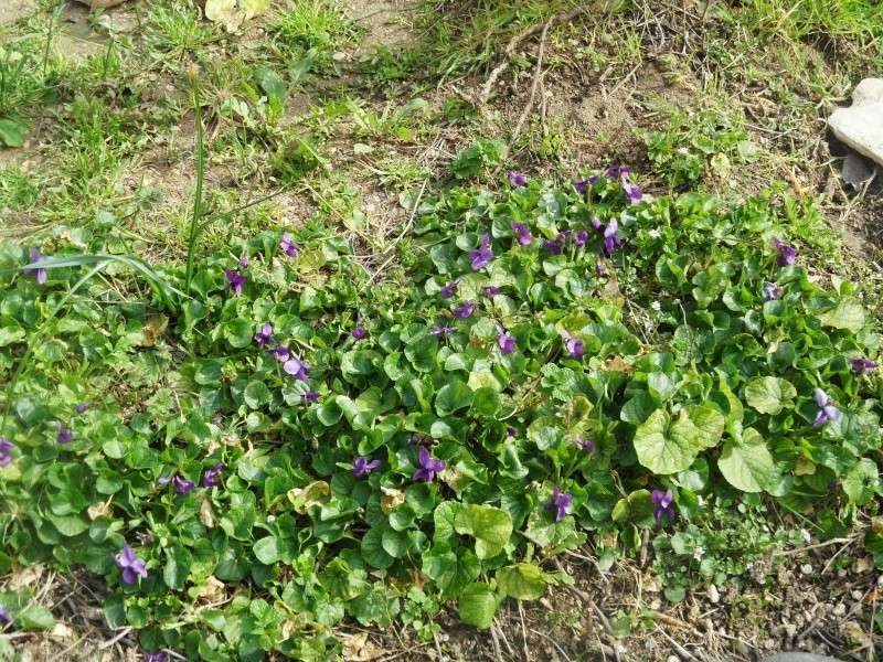 la culture des violettes sauvages -Viola odorata (violettes odorantes) - Page 2 00814