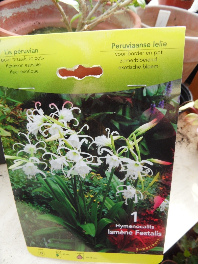 Plantation, culture et floraison des bulbes, des rhizomes, des griffes 00817