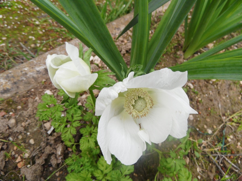 Floraisons du mois d'avril - Page 13 27510