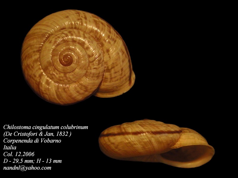 Chilostoma cingulatum (Studer, 1820) Chilos19