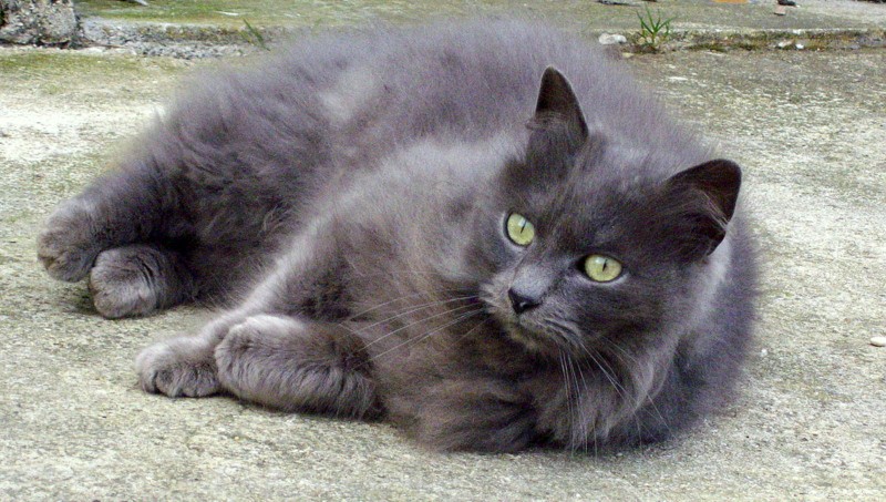 Un petit chat gris 1-phot30