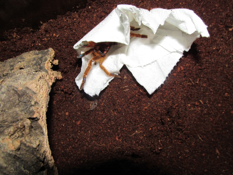 New OBT's ..... 002_810