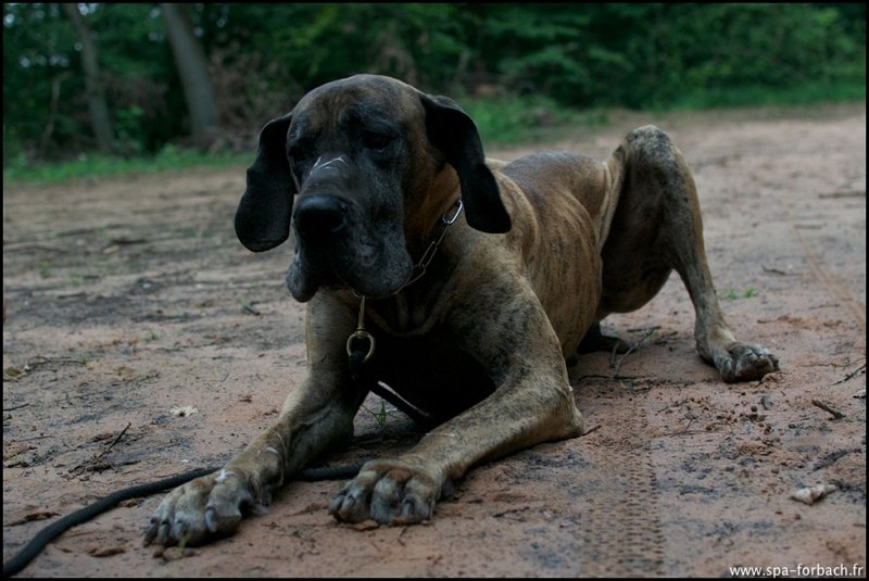 Démosthène, superbe dogue allemand de 5 ans - Forbach (57) Demo610