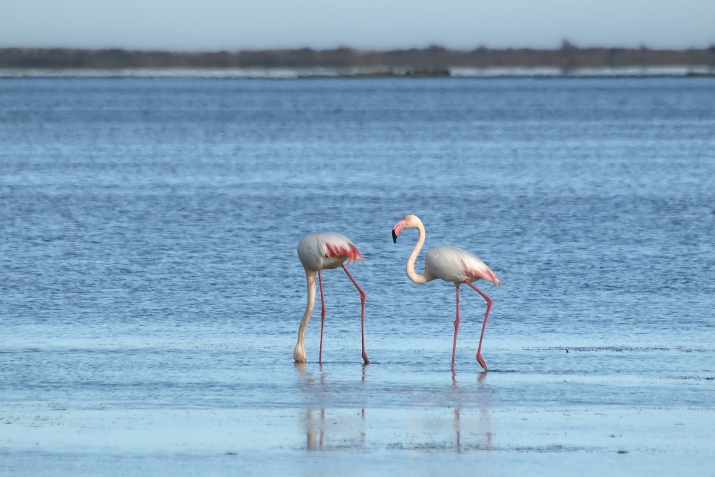 échassier en Camargue 7000-210