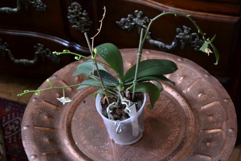 Phalaenopsis Mini Mark Mini_m11
