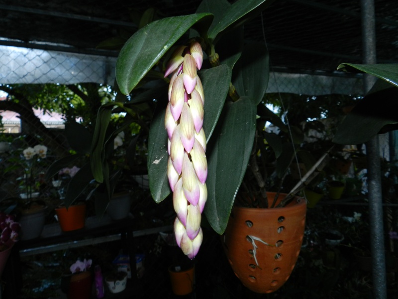 DENDROBIUMS 18_avr10