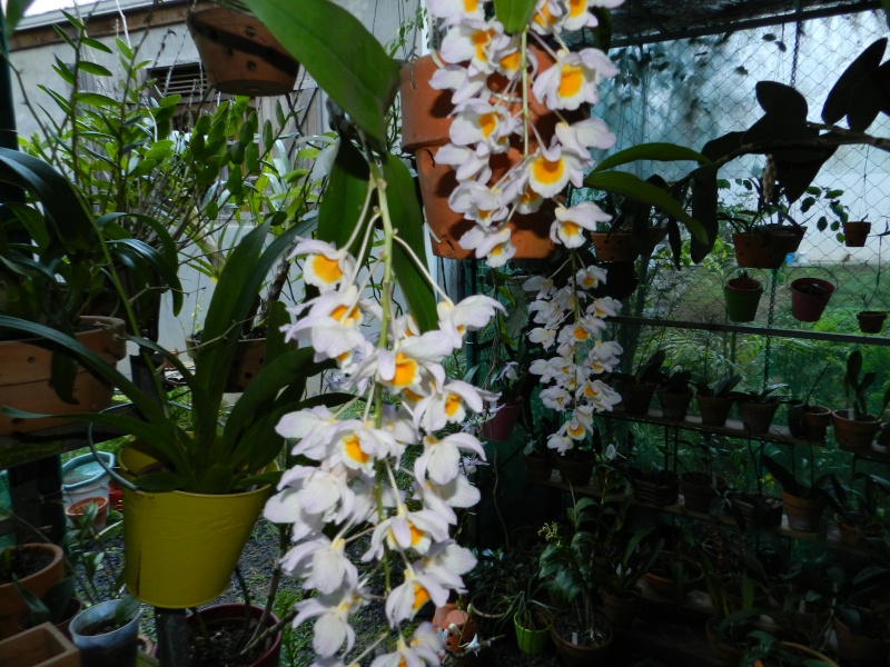 DENDROBIUMS 18_avr13