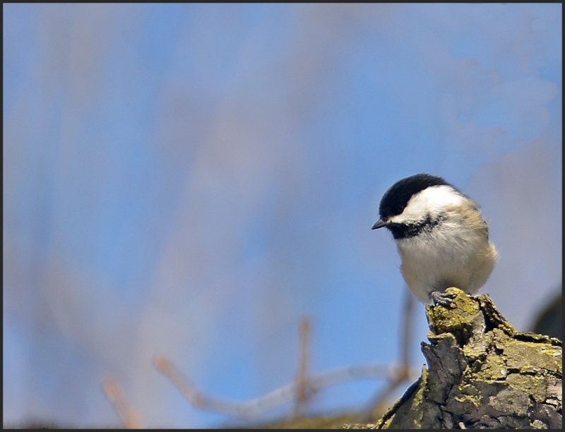 Mésange à tete noire 16311