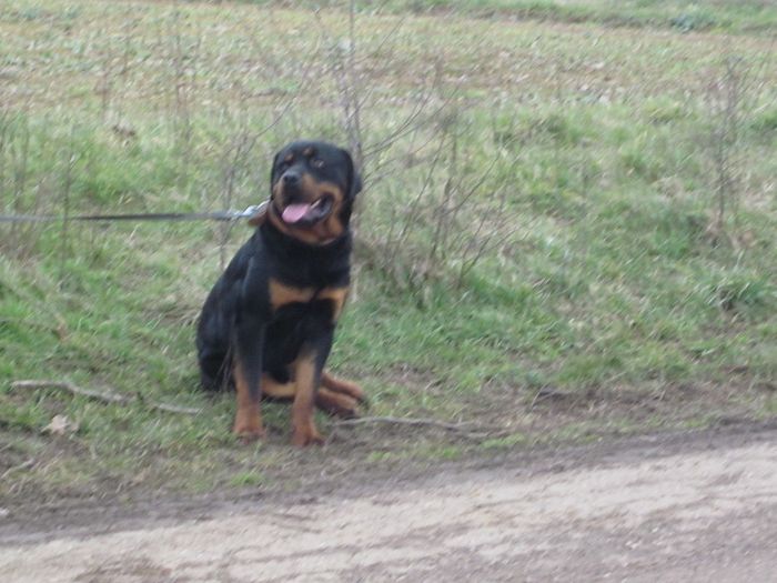 Flash, rottweiler castré né 04.2010 - SLPA Amance Flash110