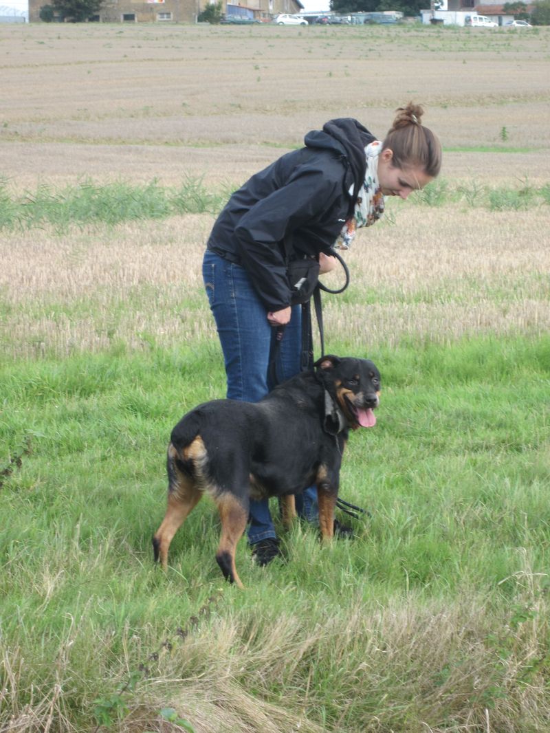 BAHIA, femelle rottweiler stérilisée, née en janiver 2006.Refuge SPA Amance - Page 2 Img_0118