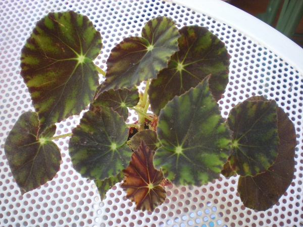 Quelques bégonias rizomateux Bowera10
