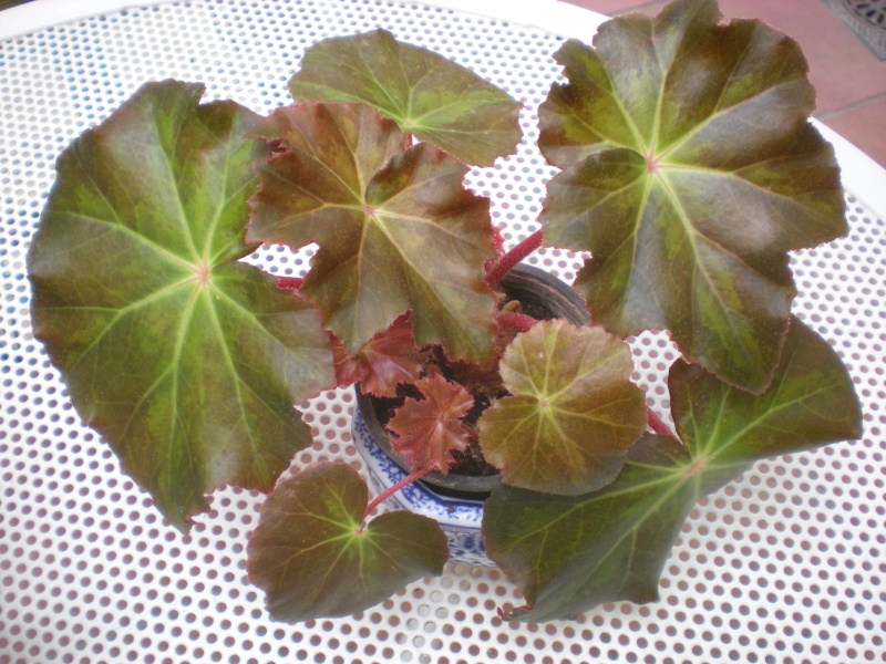 Quelques bégonias rizomateux Dscn2010