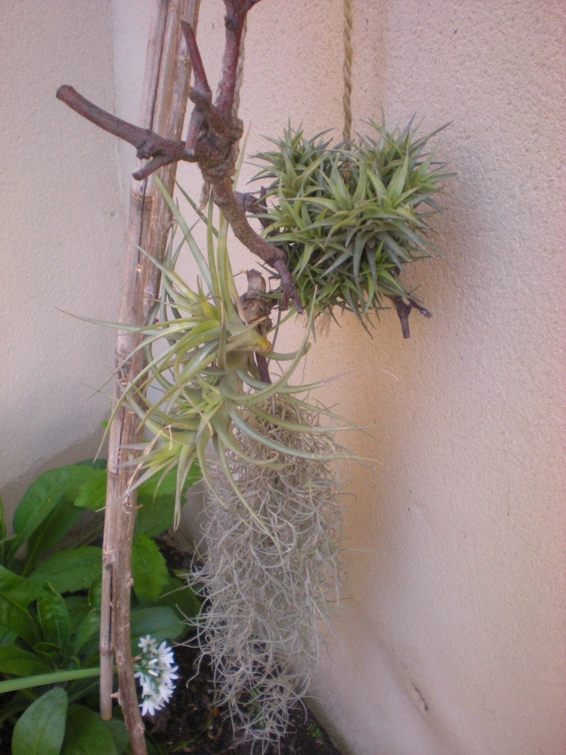 Mes 3 tillandsias Dscn2110