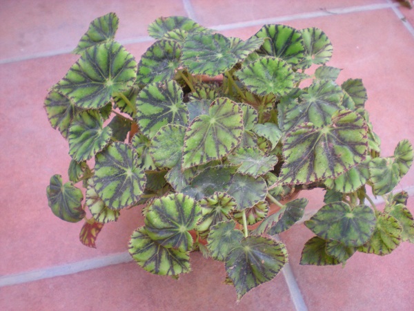 Quelques bégonias rizomateux Tiger_10
