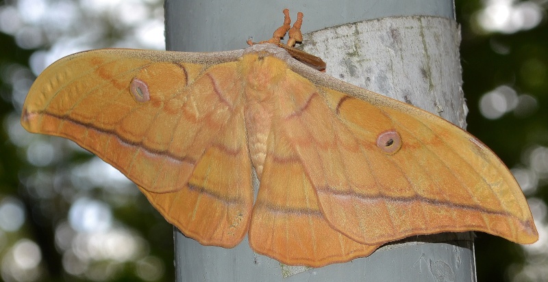 un superbe papillon !  Antheraea yamamai  Dsc_0213