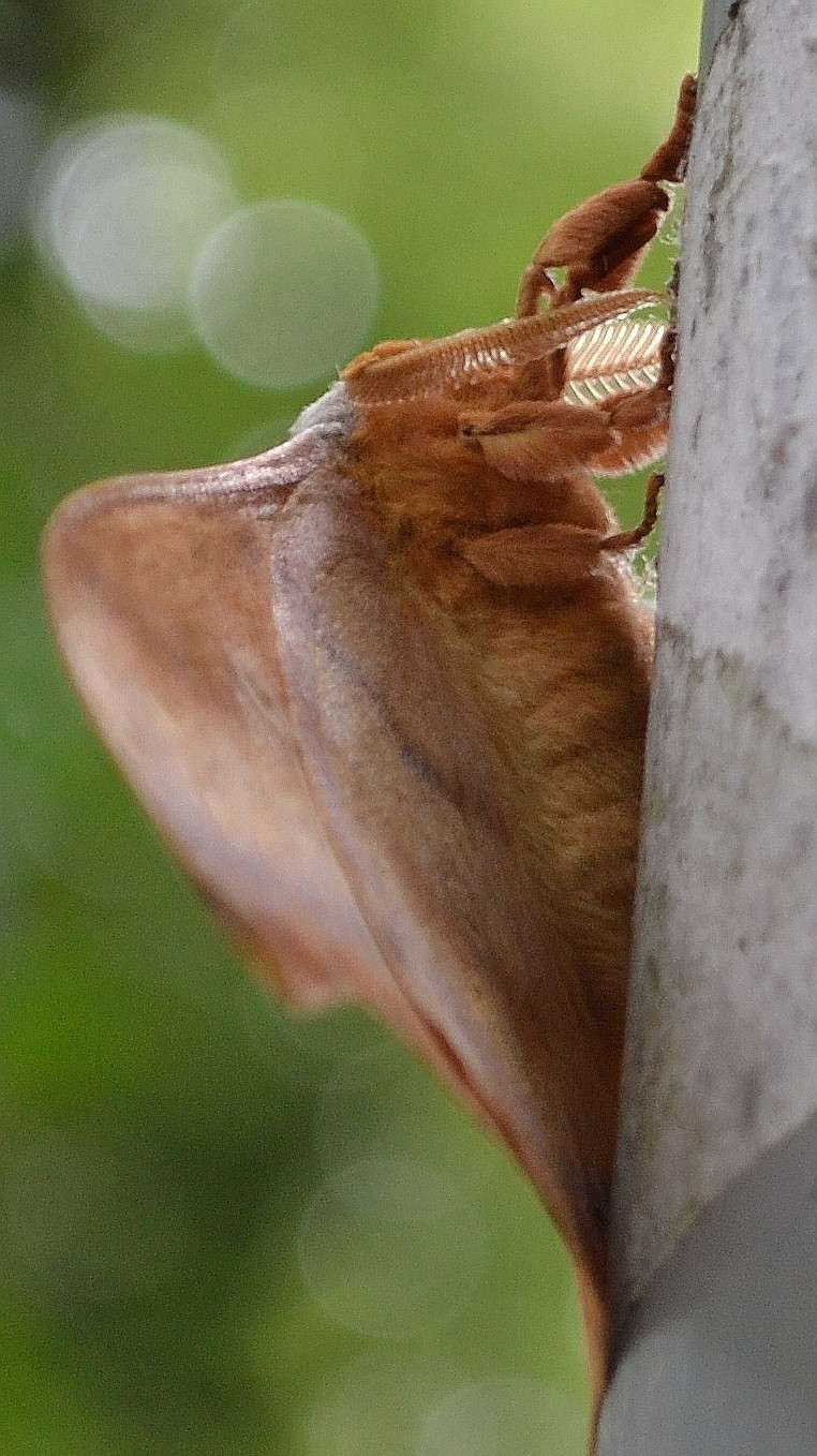 un superbe papillon !  Antheraea yamamai  Dsc_0214