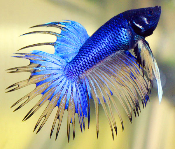 Commencer un aquarium à Betta Betta_10