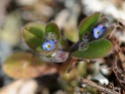 une minuscule fleur bleue, du littoral [Myosotis ramosissima] Dyn_5110