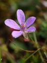 Identification minuscule fleur rose [Erodium] Dyn_5210
