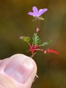 Identification minuscule fleur rose [Erodium] Dyn_5211