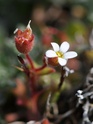 Identification d'une plante Des dunes et rocailles Dyn_5213