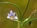 Identification d'une minuscule fleur du littoral Dyn_6011